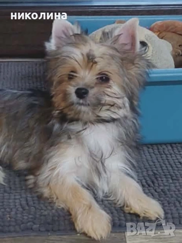 продавам йоркширски териер , снимка 13 - Йоркширски териер - 53471449