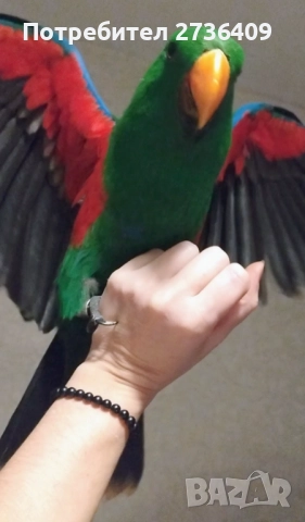 Папагал еклектус , снимка 2 - Папагали - 52723213