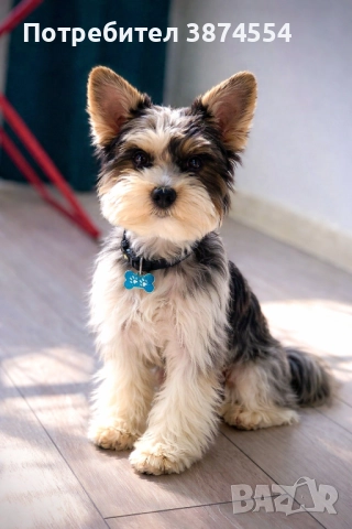 Йоркширски териер момче, снимка 4 - Йоркширски териер - 52920077