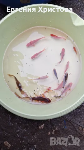 Продавам Езерни златни рибки, снимка 1