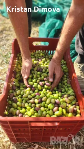 Зехтин Extra Virgin , снимка 5 - Други услуги - 48157201