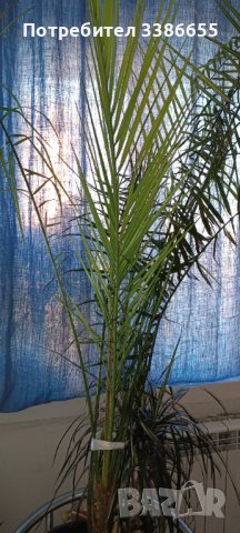 Канарска финикова палма 200см, снимка 2 - Стайни растения - 42619350