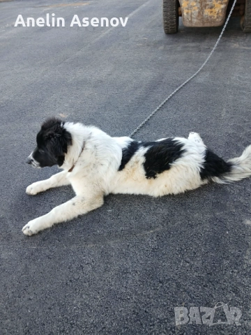 Каракачанка , снимка 6 - Каракачанска овчарка - 52791594