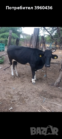 продавам юница 