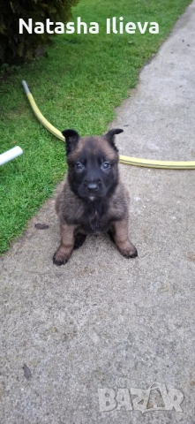  Белгийска овчарка малиноа , снимка 7 - Белгийска овчарка - 52859706