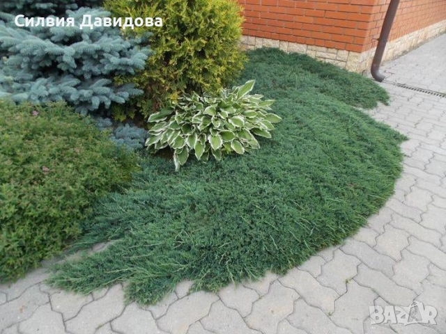 Юниперус , снимка 17 - Градински цветя и растения - 52770817