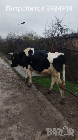 Продавам мъжко теле 550 600кг , снимка 3 - Крави - 52837308
