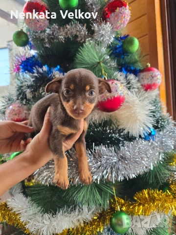 мини чиху пинчери, снимка 4 - Пинчер - 52677043