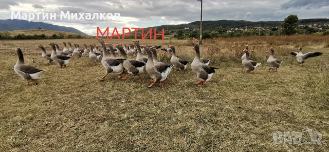 яйца от гъски, гъши яйца оплодени, снимка 5 - други­ - 53488458