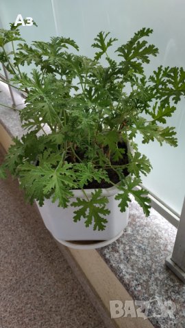 Продавам цветя Индрише, големи , снимка 17 - Градински цветя и растения - 33316742