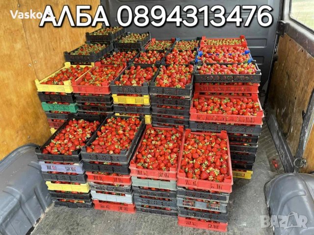 🍓 ПРОИЗВОДСТВО И ПРОДАЖБА НА РАЗСАД ЯГОДИ И МАЛИНИ  Предлагаме качествен разсад ягоди от сортовете:, снимка 8 - Разсади - 53542195