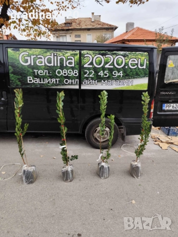 Ягодово дърво - Арбутус, снимка 10 - Градински цветя и растения - 27448713