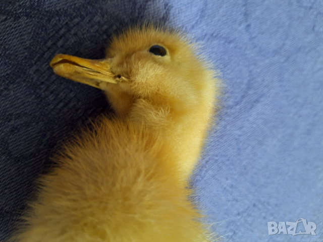 Сувенир патенце, снимка 7 - Декорация за дома - 44877757