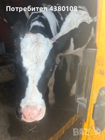 Свободни сукалчета мъжки, снимка 5 - Крави - 52832427