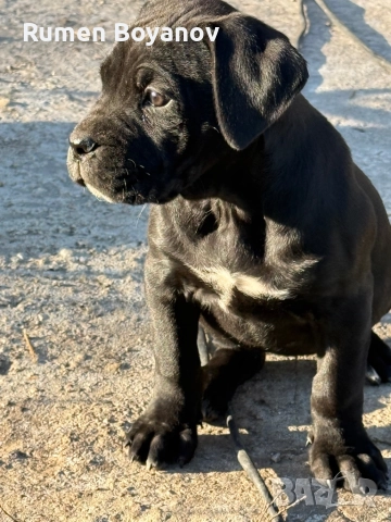 Кане Корсо , снимка 3 - Кане корсо - 52678102