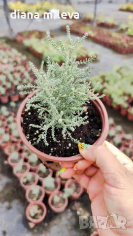 САНТОЛИНА СРЕБРИСТА,  Santolina chamaecyparissus, снимка 12 - Градински цветя и растения - 42253021