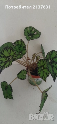 ГОЛЯМА и МАЛКА СТАЙНА БЕГОНИЯ , снимка 3 - Стайни растения - 51887494