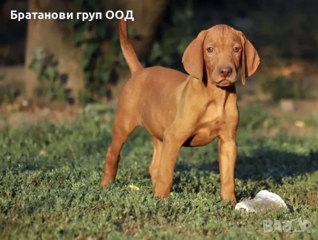 Унгарска Визла, снимка 2 - Унгарска визла - 31490881