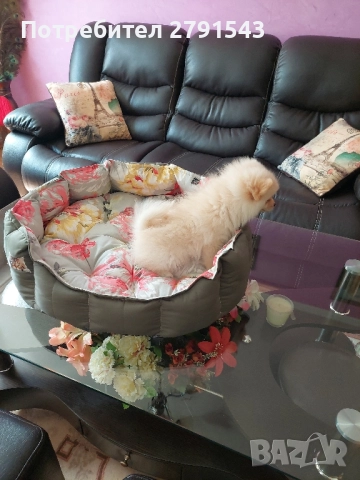 померан момче , снимка 3 - Померан - 51604999