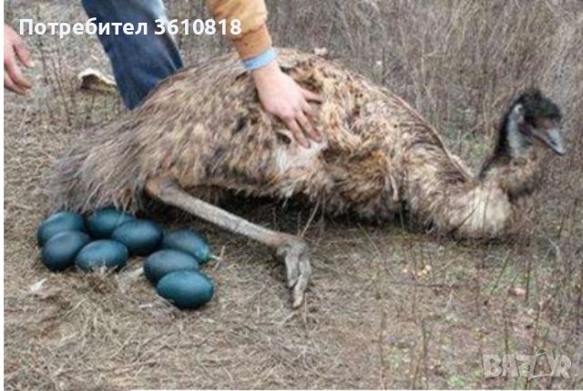 Яйце от Ему (и за консумация и за разплод), снимка 3 - Други животни - 39309532