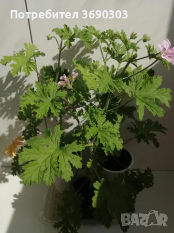Индрише в саксия с цвят,цена 5 евро за брой, височина 15-20 см, био и екологично подходящо за лекарс, снимка 4 - Стайни растения - 50122301