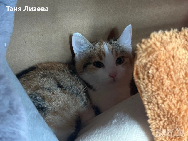 Подарявам малка трицветка, снимка 6 - Други - 52592440