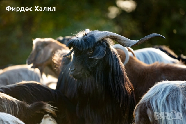 Продавам, снимка 3 - Кози - 52965162