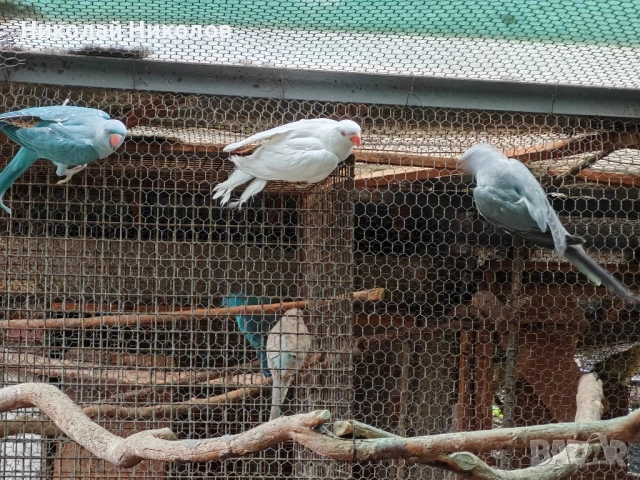 Малки александри, снимка 7 - Папагали - 51972524