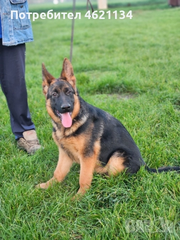 Малка мъжка немска, снимка 3 - Други животни - 52432567