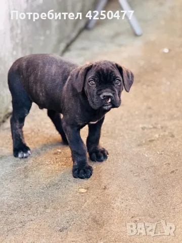 Cane Corso, снимка 5 - Кане корсо - 47892403