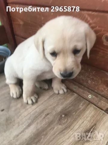 Чистокръвни лабрадори , снимка 7 - Лабрадор ретривър - 49943595