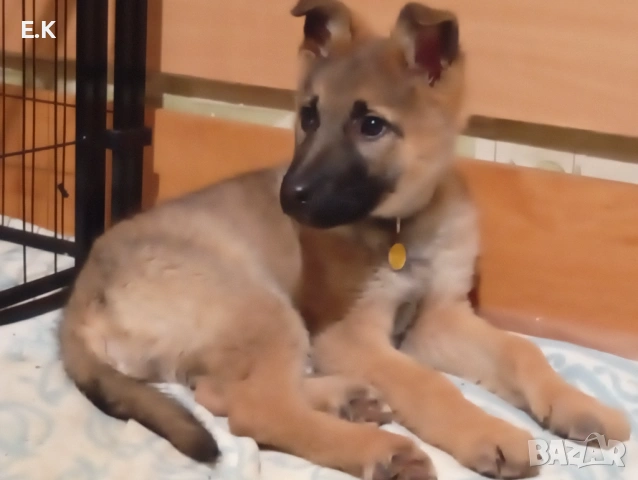 Немска овчарка женска , снимка 3 - Немска овчарка - 52876986