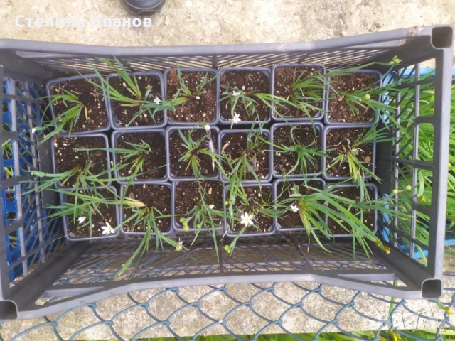 Бял сисиринхиум, белоока трева (Sisyrinchium angustifolium f. album), снимка 3 - Градински цветя и растения - 50487591