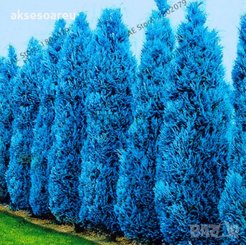 100 бр. семена кипарис синя елха бор сини иглолистни кипарисови дървета бонсай екзотични за декораци, снимка 3 - Сортови семена и луковици - 37707505