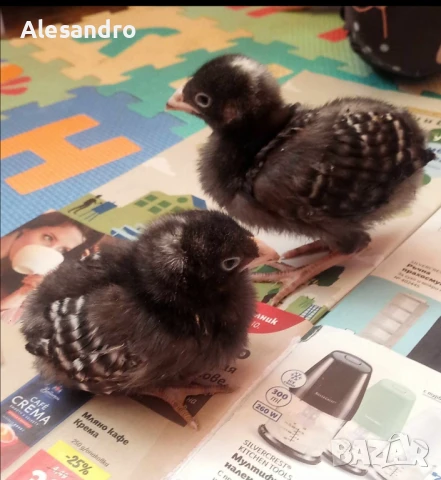 Пилета Австралорп , снимка 5 - Кокошки и пуйки - 47265645