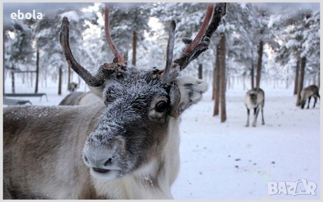 Северен елен, снимка 15 - Ловно оръжие - 28423687