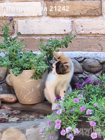 Коте си търси дом, снимка 2 - Други - 50851122