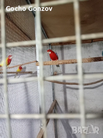 Папагал Розела, снимка 3 - Папагали - 53461729