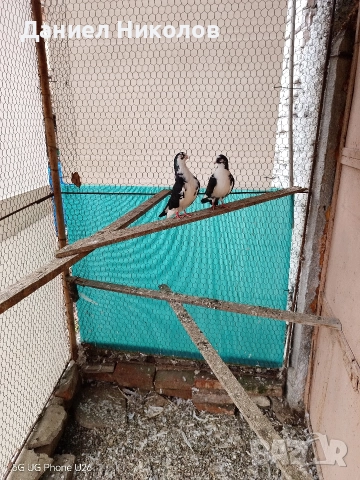 продавам гълъби румънски галацини 