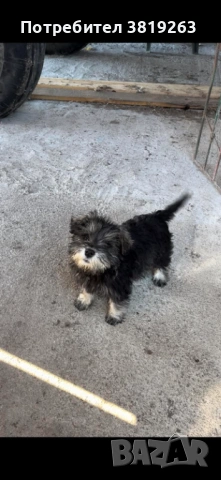 Цвергшнауцер, снимка 3 - Други - 53417155
