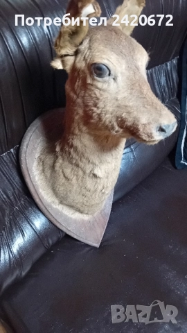 препарирана  глава  на  сърна, снимка 3 - Други ценни предмети - 51090802