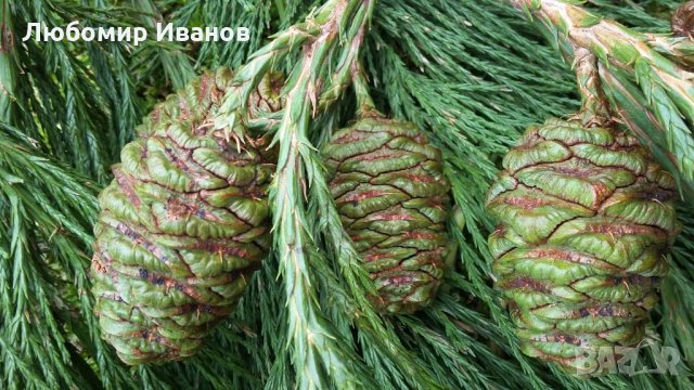 Семена от иглолистни дървета-Секвоя Бор Смърч Кедър Ела Тис Кипарис Туя Криптомерия Гинко, снимка 5 - Сортови семена и луковици - 25642320