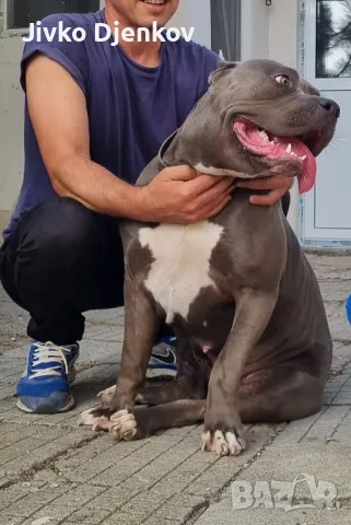 Американско Були ХЛ/American bully XL , снимка 12 - Други - 49453385