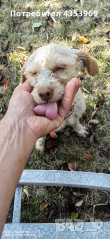 Куче за Трюфели. 