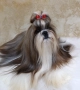 Кученца Ши Тцу /SHIH TZU FCI pedigree , снимка 5