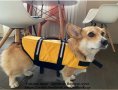 Спасителна жилетка за куче Кучешка предпазна жилетка за вода , снимка 10