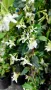 Жасмин, Trachelospermum Jasminoides, вечнозелен, студоустойчив, снимка 11