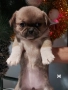 Продавам кучета Пекинез! 🐶, снимка 1