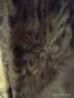 Продавам кожено макси палто с естествен къс косъм, снимка 8
