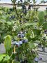 Американска боровинка, снимка 1 - Градински цветя и растения - 43753842